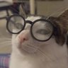 Фото профиля Dizque un Gato