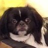 Фото профиля Josie Boo & Wickett😇 Nico😇 #ZSHQ #OTLFP
