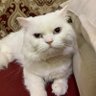 Profilbild von علي الحريري