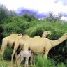 محمود إخلاص 的头像