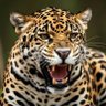 Jorge Echeverri profil fotoğrafı