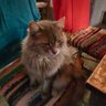 😼Zakelina😼 的头像