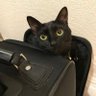 くろねこ@石見国審神者's profile picture