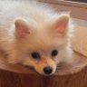 ポメラニアンのクッシャロー 的头像