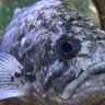 ゆーにー profil fotoğrafı