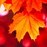 Фото профиля 4Seasons