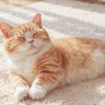 Sachi·͜·ꪑ profil fotoğrafı