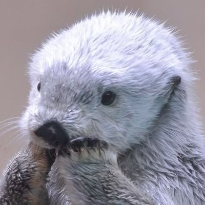 Kuurna's profile picture