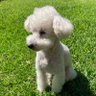 Profilbild von Suki Girl