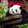 Profilbild von Animals Daily