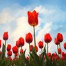 فرشته profil fotoğrafı