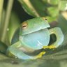Фото профиля けろふぁん🐸