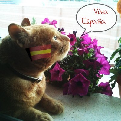 gatuna_Pilar_2's profile picture