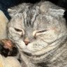 Profilbild von shige