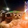 Miau¡! profil fotoğrafı
