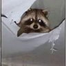 Profilbild von Raccoon
