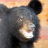 Displaced Appalachian's profile picture