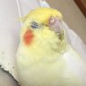 小鳥遊 的头像