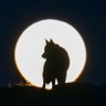 Фото профиля Muhammet 🇹🇷 🐺