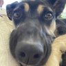 Profilbild von don perro