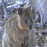 Фото профиля TopQuokka