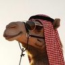 Profilbild von بياع ورد