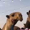 صلوا على النبي ﷺ's profile picture