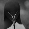 Profilbild von saila