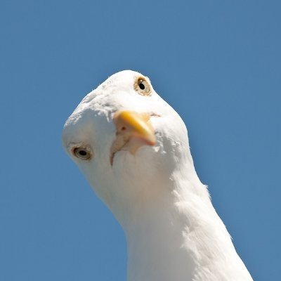 A Majestic Seagull's profile picture
