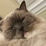 Фото профиля AnMLGCat