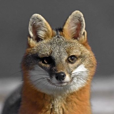 lisic_lisic's profile picture