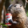 Profilbild von Grady McCheerwine