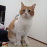 Biagio Settimo profil fotoğrafı