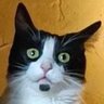 Profilbild von Iggi von Deviharn