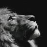 🦁🦁's profile picture