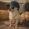 dogsaid₿'s profile picture