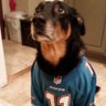 NycDolphinsFan profil fotoğrafı