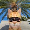 Teespeaks's profile picture