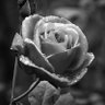 Фото профиля Black Rose