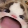 borderkitty neurodivertida 的头像