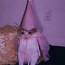 Profilbild von Fae