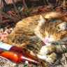 숙취고양이🐈~ profil fotoğrafı