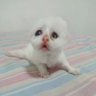 Zarbinko's profile picture