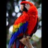 Profilbild von saltyparrot33