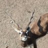 Profilbild von Dev