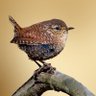 Profilbild von Song of the Wren