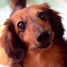 fukufuku🐶🐾 ★’s profil fotoğrafı