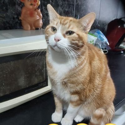 isa_rubens's profile picture