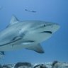 sharktulipV1 的头像
