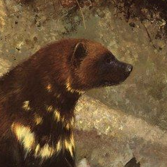 Carcajou Ghibelline's profile picture